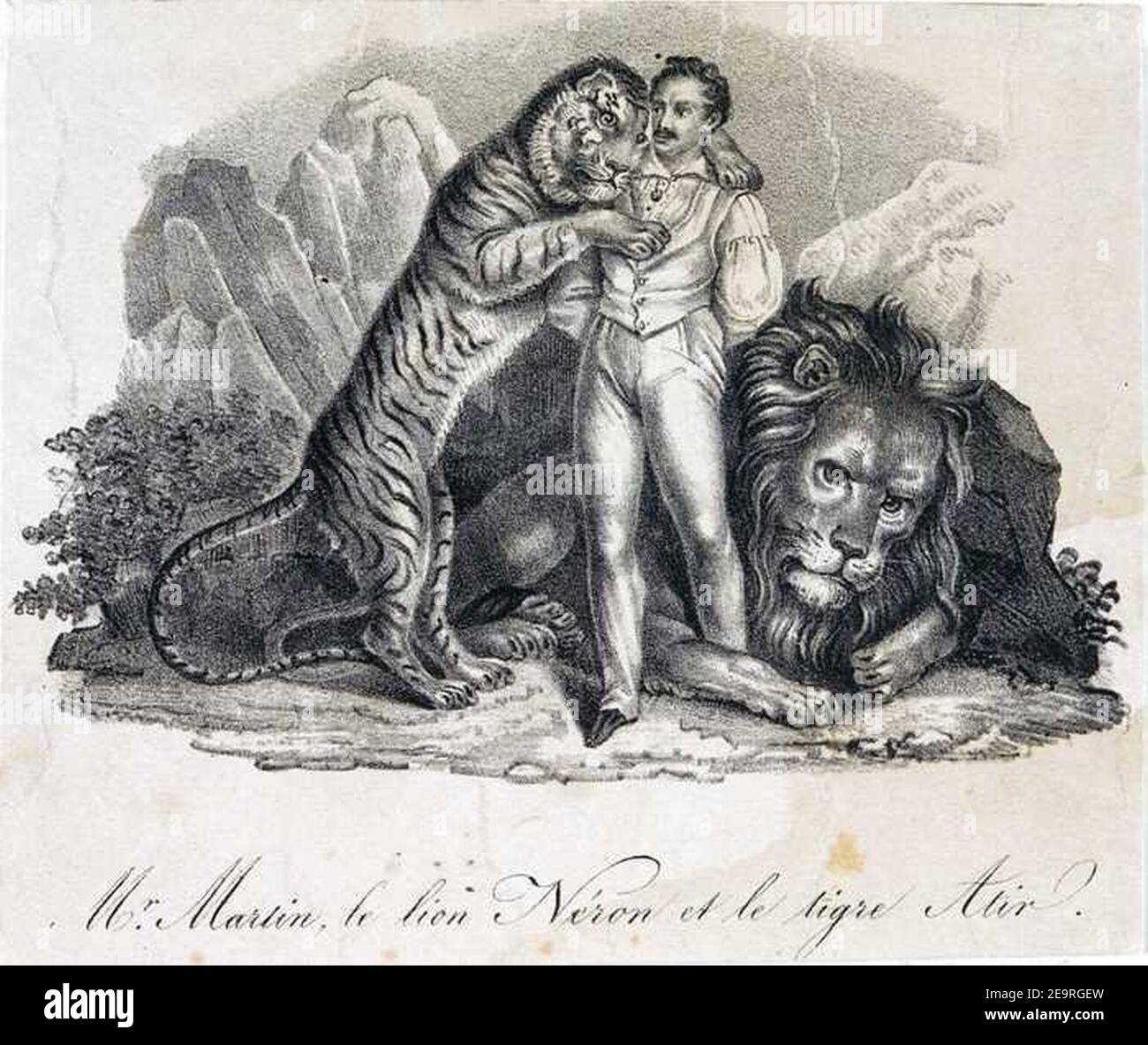 Herr Martin le Lion Néron et le tigre Atir. Stockfoto