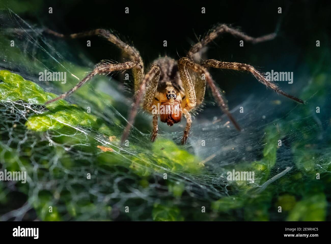 Eine Funnel Web Spider (Agelenopsis), die in der Sommersonne zu ihrem Netz tendiert. Stockfoto