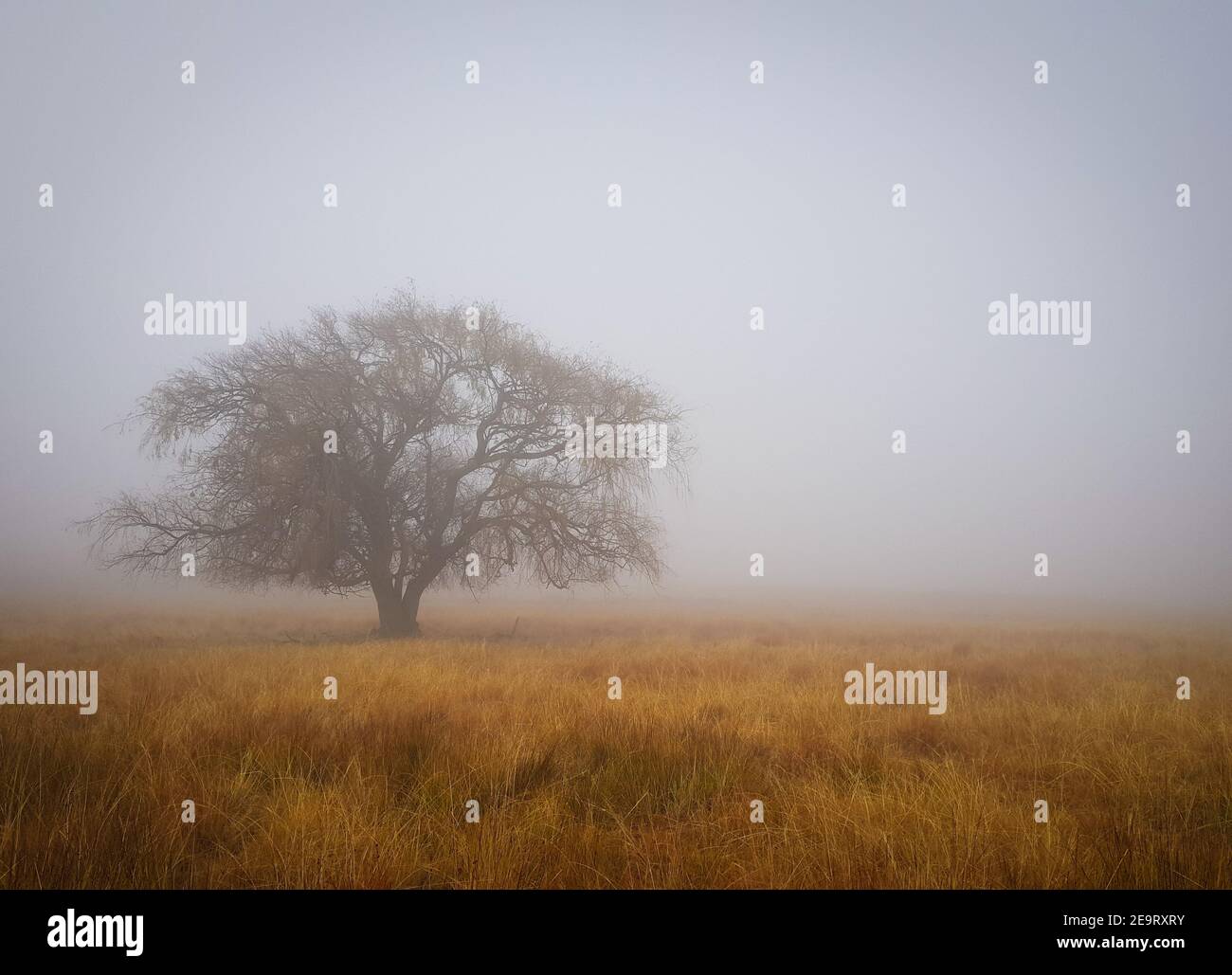 Alleiniger Baum an nebligen Wintermorgen. Stockfoto
