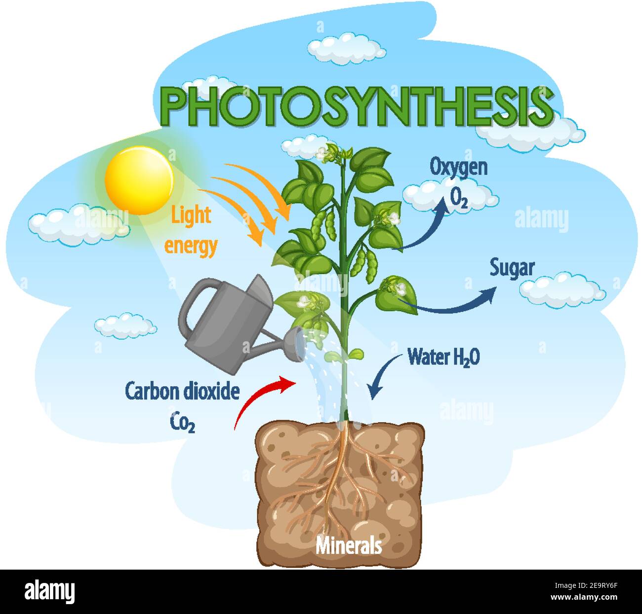 Diagramm zeigt den Prozess der Photosynthese in Pflanzendarstellung Stock Vektor