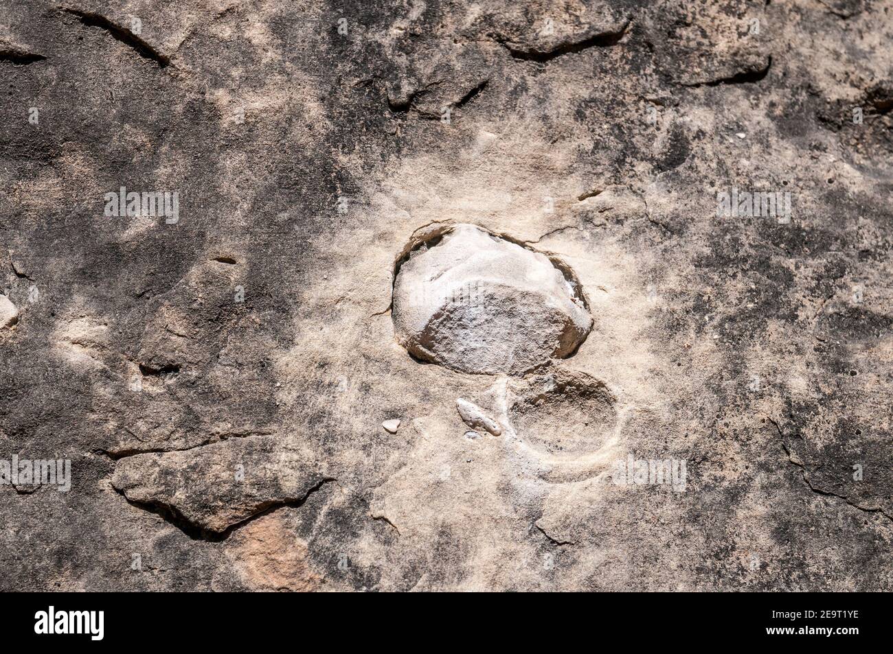 Fossile Sandknollen in meeressandsteinen des eozän, Sant Fruitós de Bages, Katalonien, Spanien Stockfoto