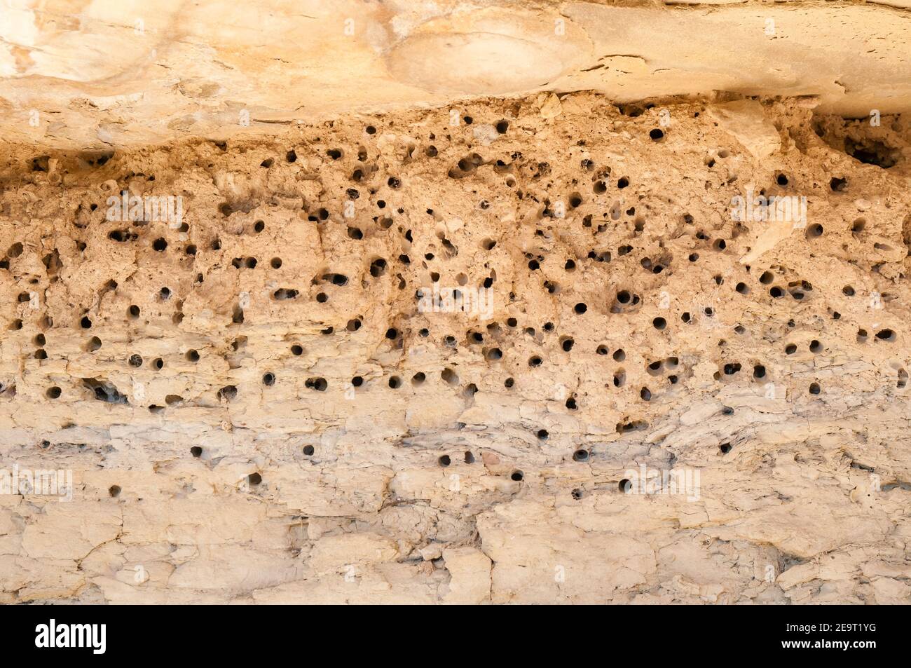 Bienennisten unter einem Felsen, Antophora sp, Katalonien, Spanien Stockfoto