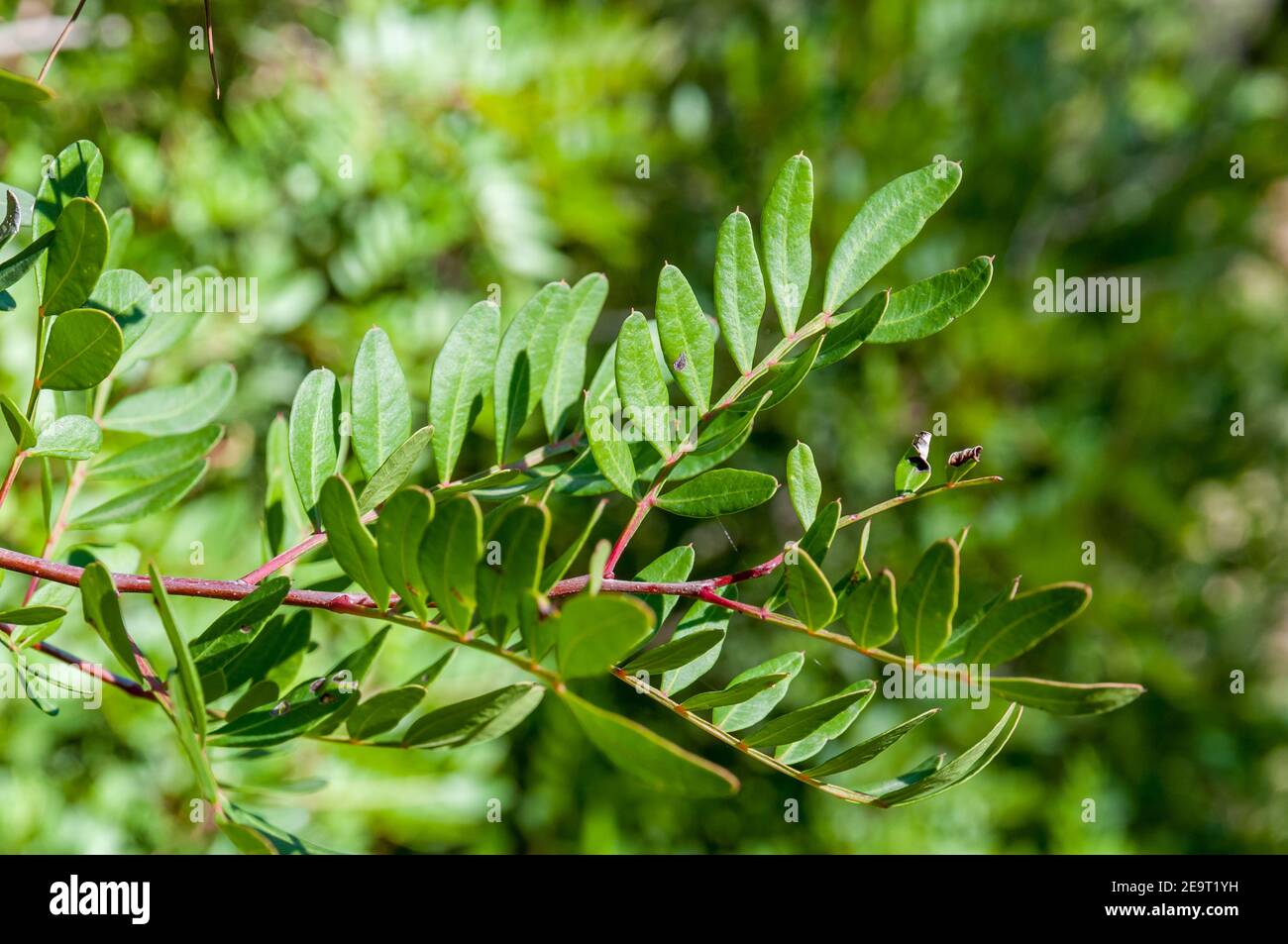 Zweihäusiger immergrüner Strauch, Lentisk, Pistacia lentiscus, Katalonien, Spanien Stockfoto
