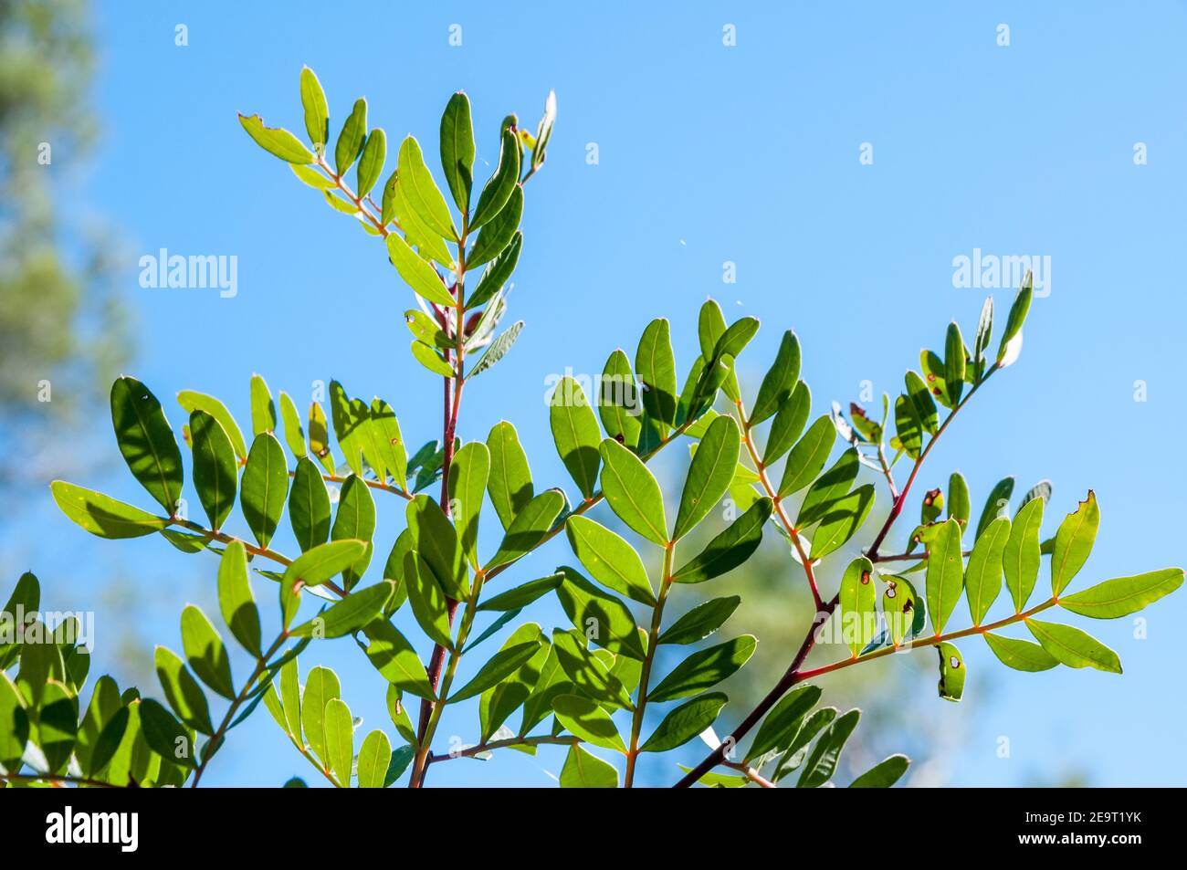Zweihäusiger immergrüner Strauch, Lentisk, Pistacia lentiscus, Katalonien, Spanien Stockfoto