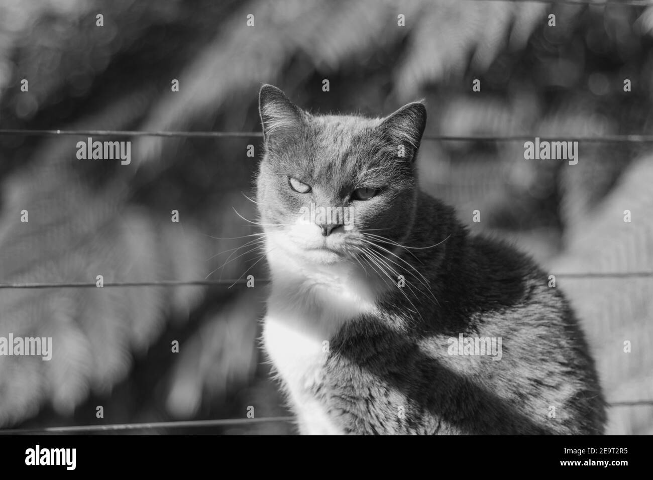 Grauer Smoking Kurzhaar Hauskatze mit grünem Hintergrund, selektiver Fokus Stockfoto