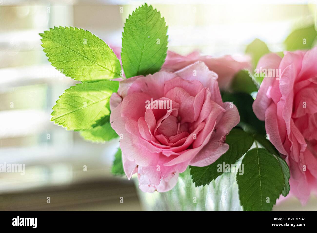 Große rosa Hagebutten Blumen in einer Glasvase am Fenster. Stockfoto