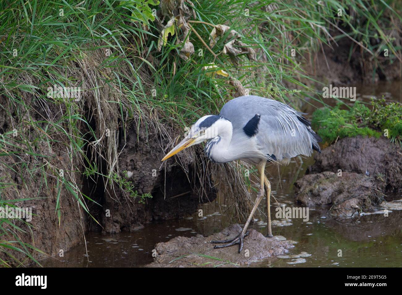 Blau grau und weiß Reiher auf dem Flussufer Angeln Stockfoto