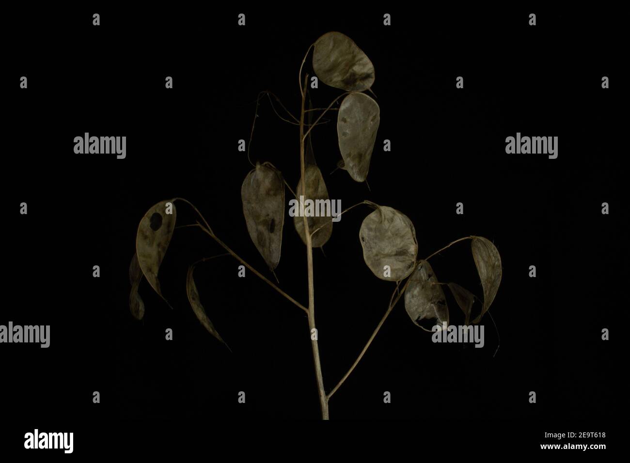 Zweig der jährlichen Ehrlichkeit Saatköpfe isoliert mit weißem Licht Auf schwarzem Hintergrund Stockfoto