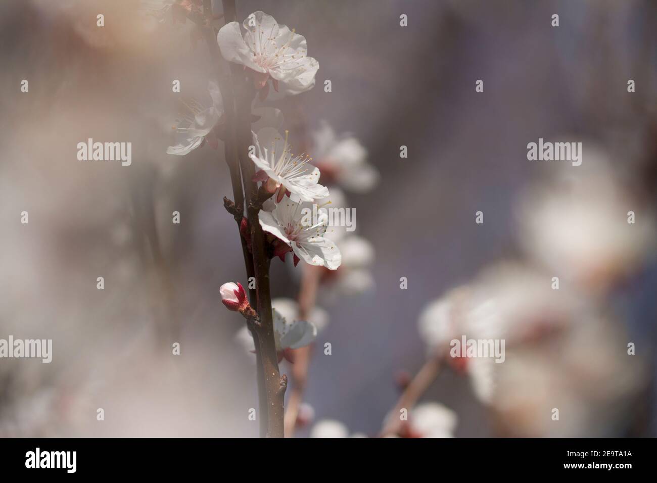 Nahaufnahme von Apple Bud. Weicher Fokus, sanftes Bild. Frühling Stockfoto