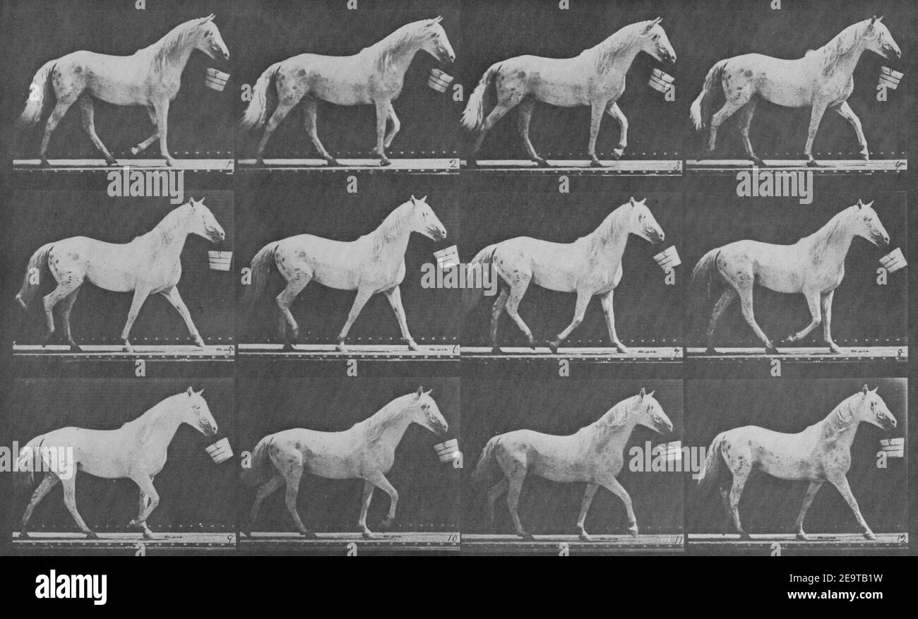 Muybridge, Eadweard - Eagle, mit Eimer im Mund (0,73 Sekunden) Stockfoto