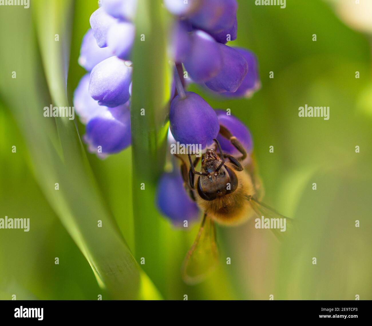 Makro einer Honigbiene, die Pollen auf einer Muskari sammelt Armeniacum blüht im frühen Frühjahr mit verschwommenem Bokeh Hintergrund Stockfoto