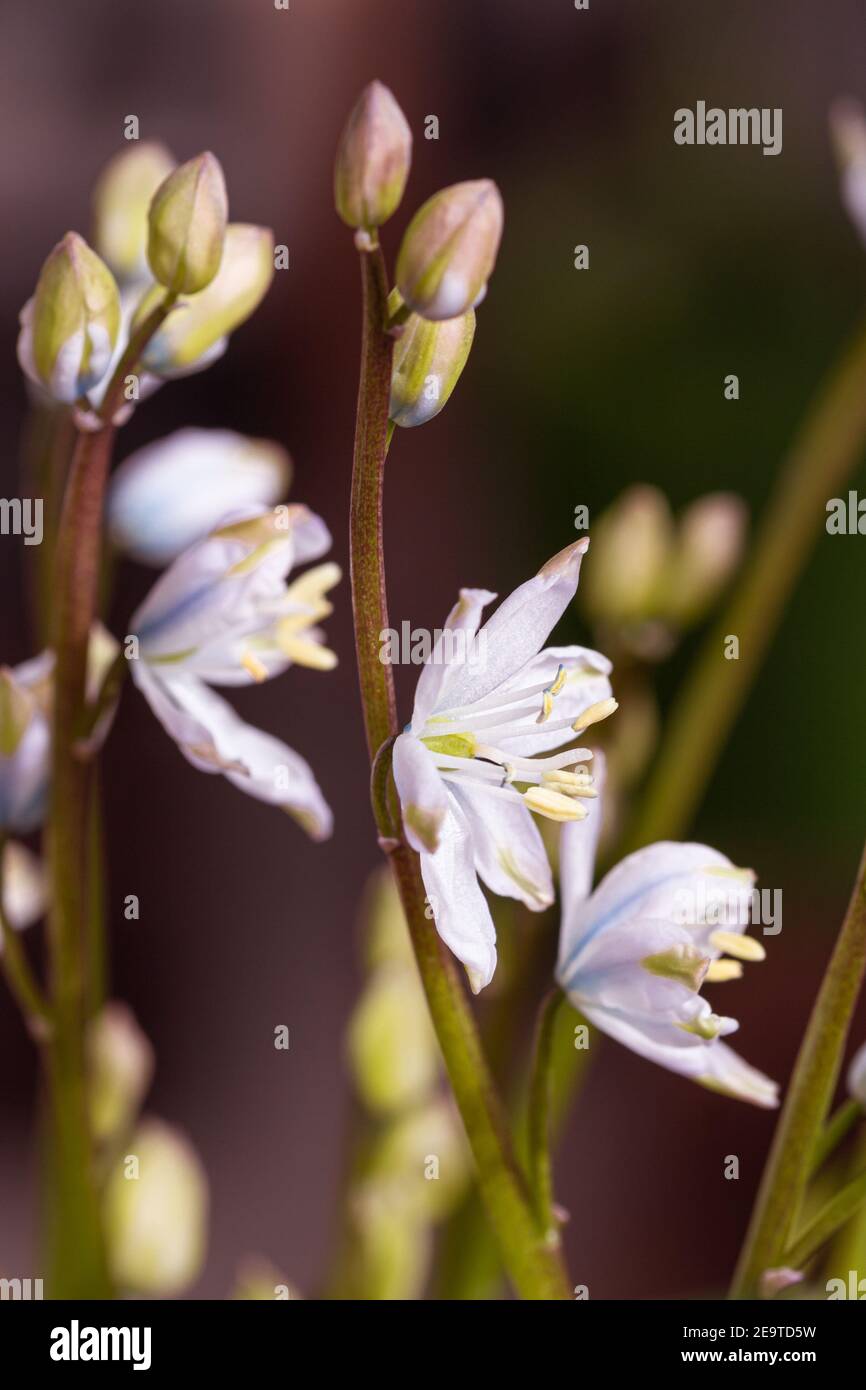 Weißer Frühkill (scilla mischtschenkoana) Blüht im Frühjahr mit verschwommenem Bokeh Hintergrund Stockfoto