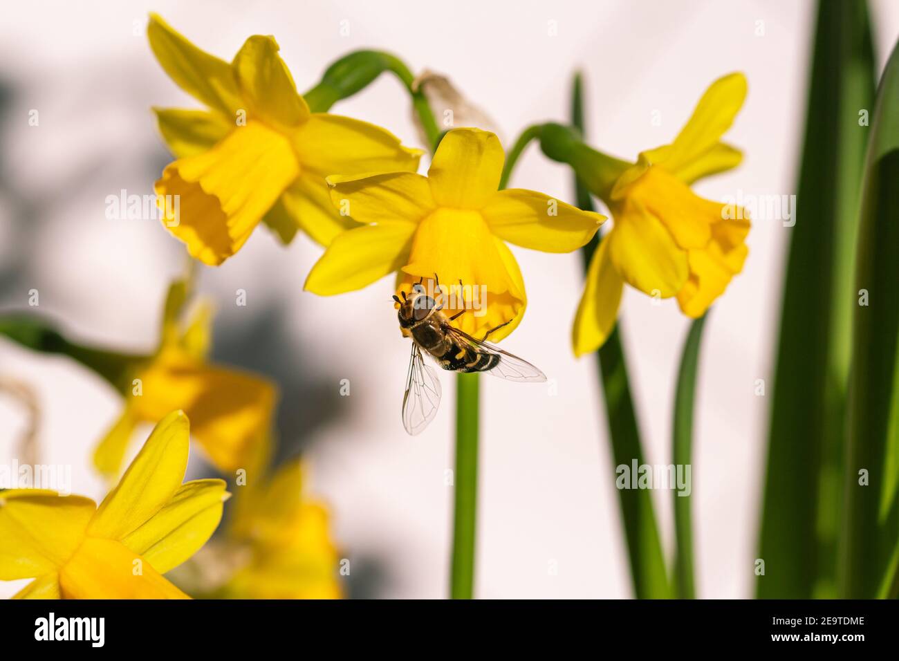 Auf einer Gruppe von Narzissen blüht eine Schwebefliege (syrphidae) Sonniger Frühlingstag mit unscharfem Bokeh-Hintergrund Stockfoto