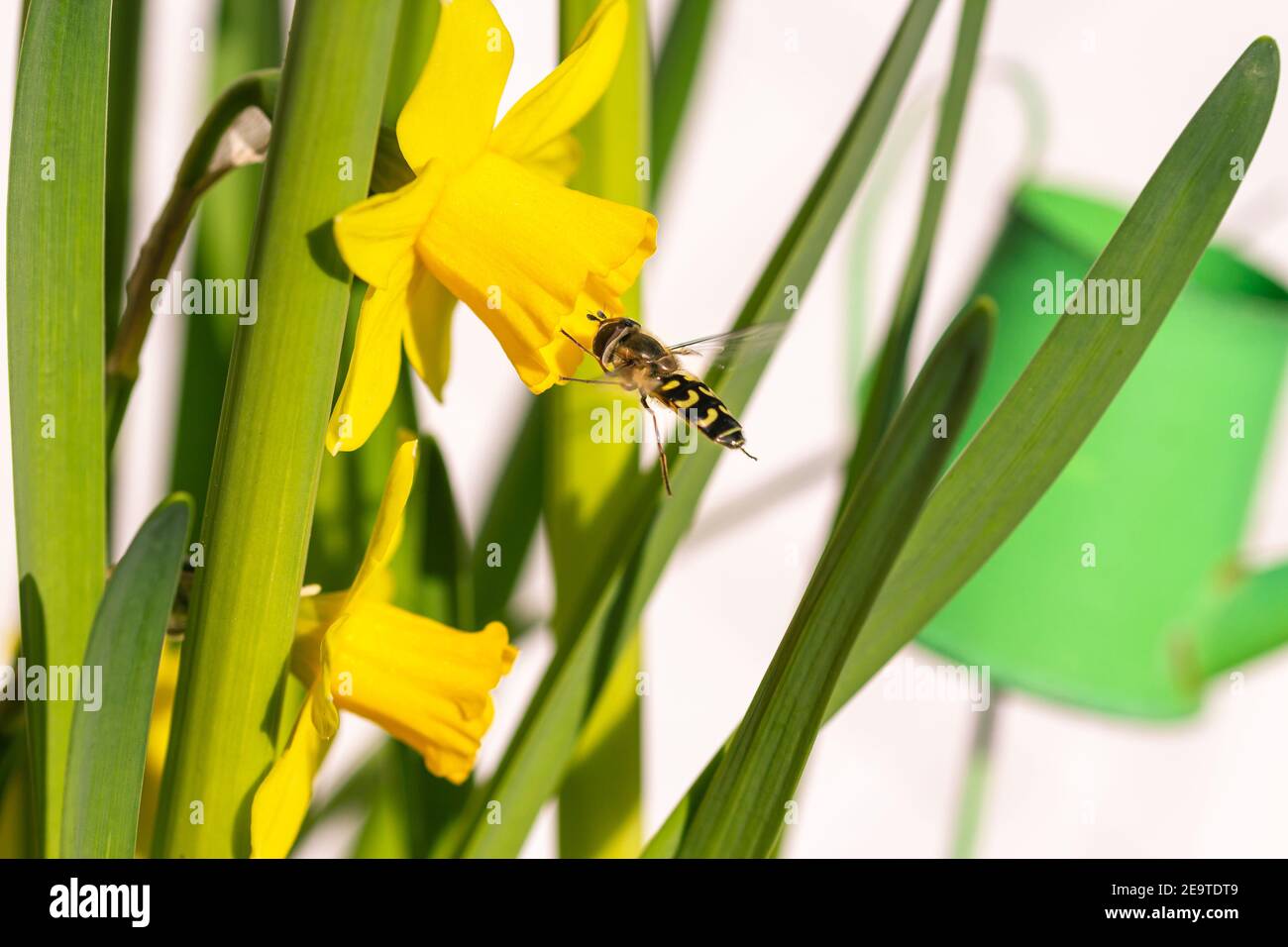 Auf einer Gruppe von Narzissen blüht eine Schwebefliege (syrphidae) Sonniger Frühlingstag mit unscharfem Bokeh-Hintergrund Stockfoto