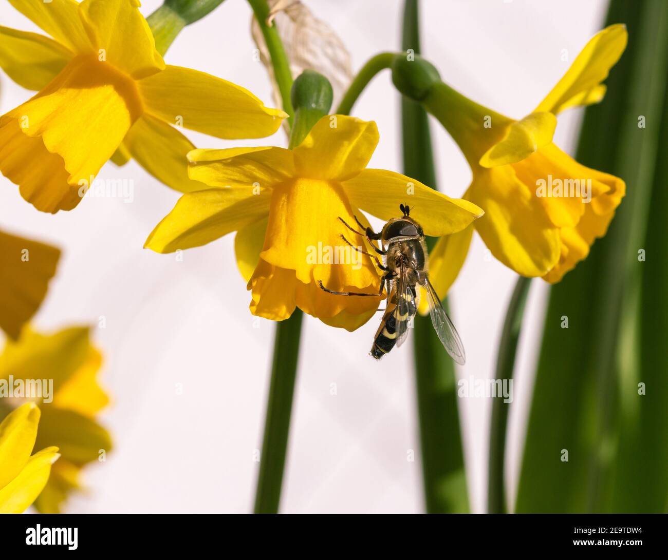 Auf einer Gruppe von Narzissen blüht eine Schwebefliege (syrphidae) Sonniger Frühlingstag mit unscharfem Bokeh-Hintergrund Stockfoto