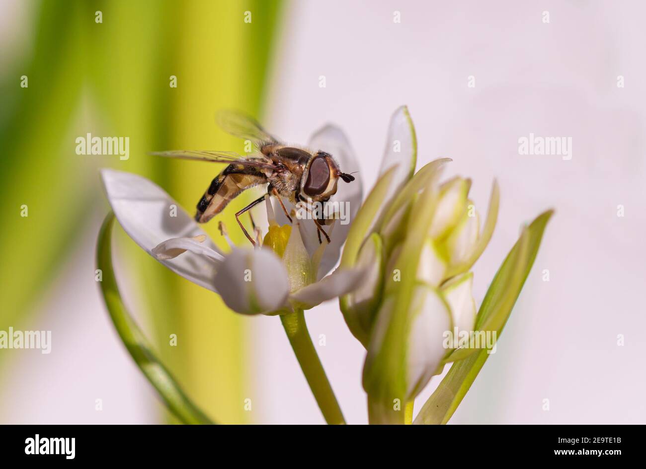 Makro einer Schwebefliege (syrphidae) auf einem Stern von bethlehem (ornithogalum) blühen am sonnigen Frühlingstag mit verschwommenem Bokeh-Hintergrund Stockfoto