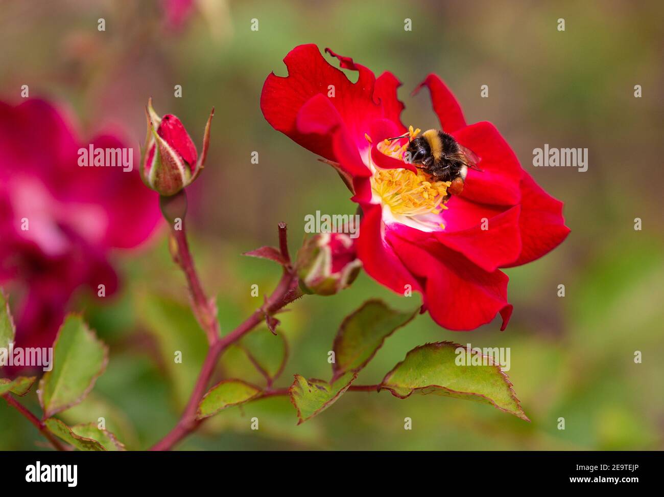 Makro einer Hummel (bombus) auf einer roten Rose mit verschwommenem Hintergrund; pestizidfreier Umweltschutz rettet das Bienen-Konzept; Stockfoto