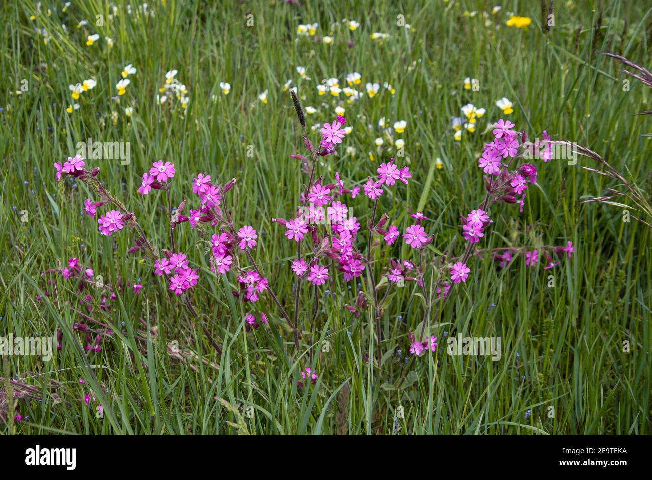 Rote Meisterin (silene dioica) blüht auf der alpinen Bergwiese in Matsch, Mals, Südtirol (Südtirol), Italien, Europa Stockfoto