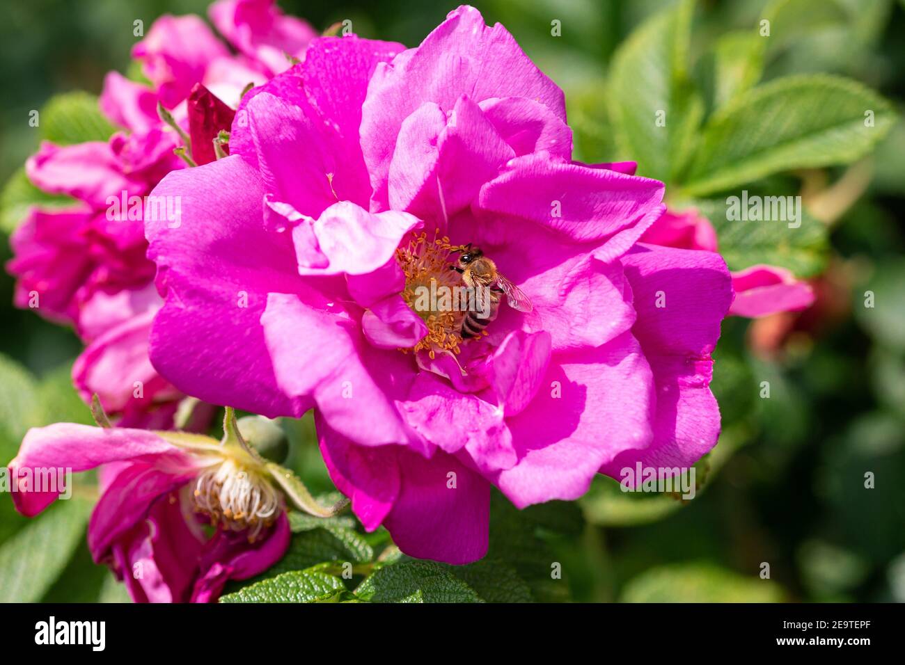 Makro einer Honigbiene (apis mellifera) auf einer Strandrose (rosa rugosa) mit verschwommenem Hintergrund; pestizidfreier Umweltschutz rettet die Bienen Stockfoto