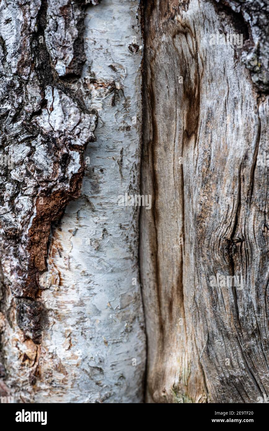 Holz Hintergrund Baumrinde (Makroaufnahme) Stockfoto