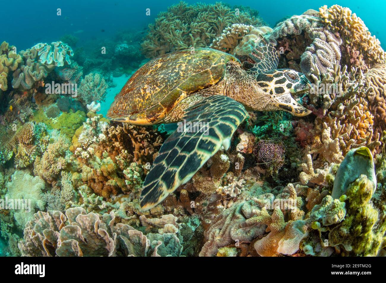 Eine vom Aussterben bedrohte Karettschildkröte, Eretmochelys imbricata, nimmt einen Bissen aus dem Riff, Philippinen, Pazifischer Ozean. Stockfoto