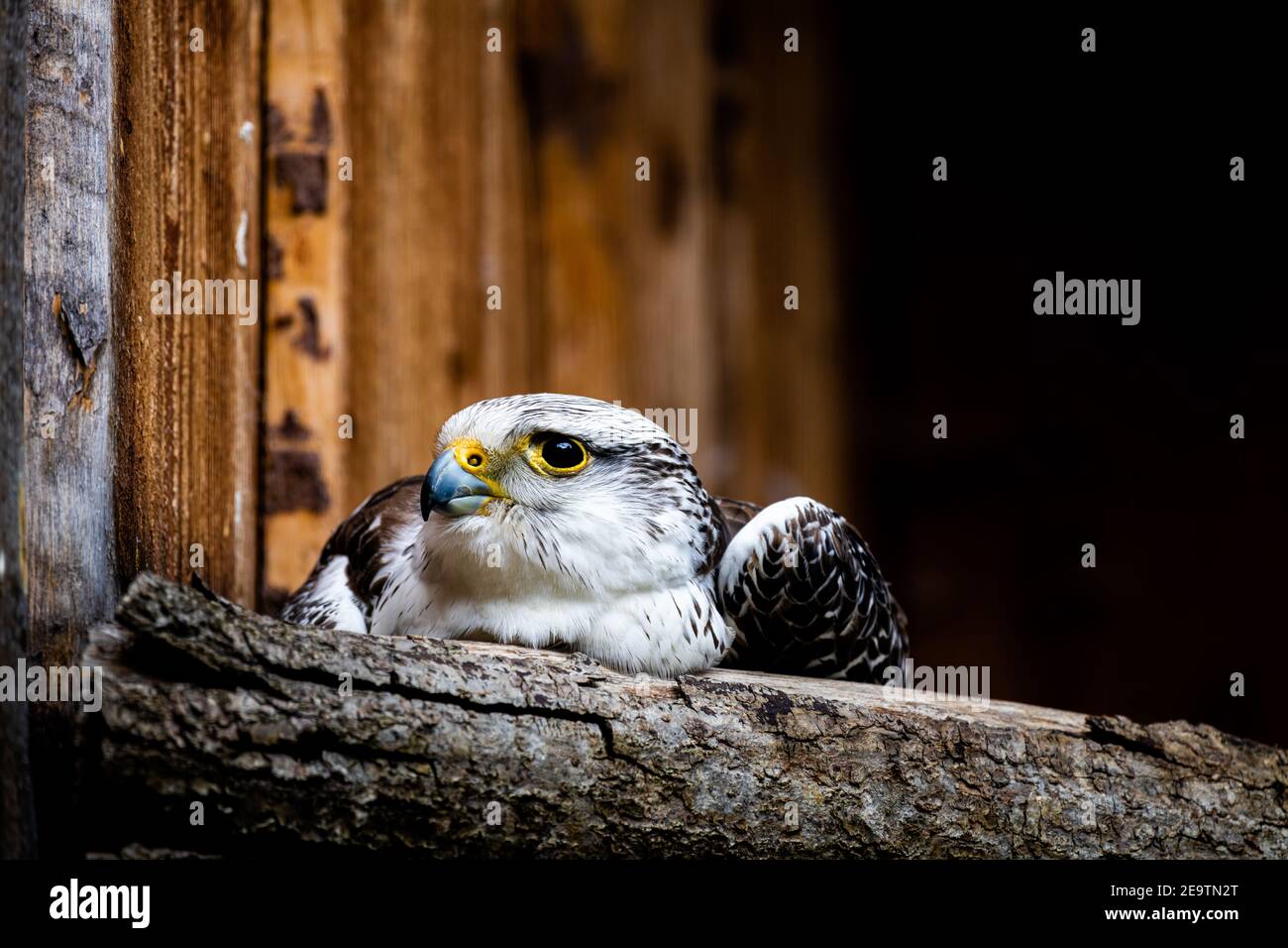 Nahaufnahme des Kopfes eines Wanderers Hybrider Falke auf einem Ast (hochauflösendes Bild) Stockfoto