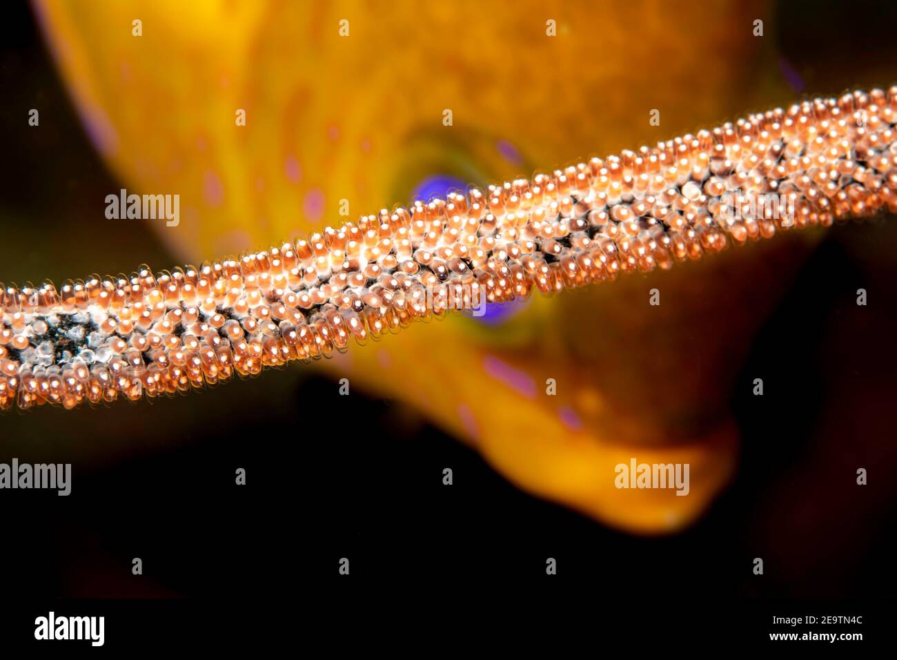 Diese männliche Golddamsel, Amblyglyphidodon aureus, im Hintergrund sind die Eier, die das Weibchen auf eine tote Seepeitsche, Philippinen, gelegt hat. Stockfoto
