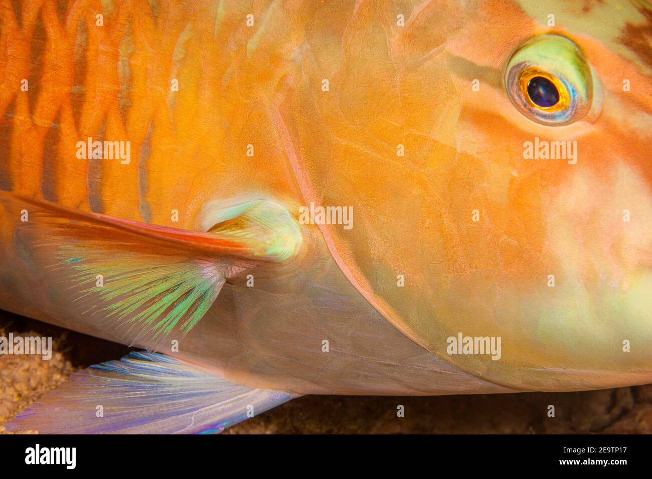 Dieser Pazifische Langnasenpapageienfisch, Hippocarus longiceps, wurde nachts auf einem fidschianischen Riff fotografiert, während es schlief. Es ist ein großer Parrotfi Stockfoto