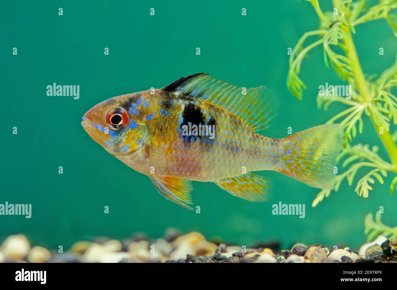 Der Blauramm, Mikrogeophagus ramirezi, ist eine Art von Süßwasserfischen, die im Becken des Orinoco-Flusses in den Savannen Venezuelas und Kolumbiens endemisch ist Stockfoto