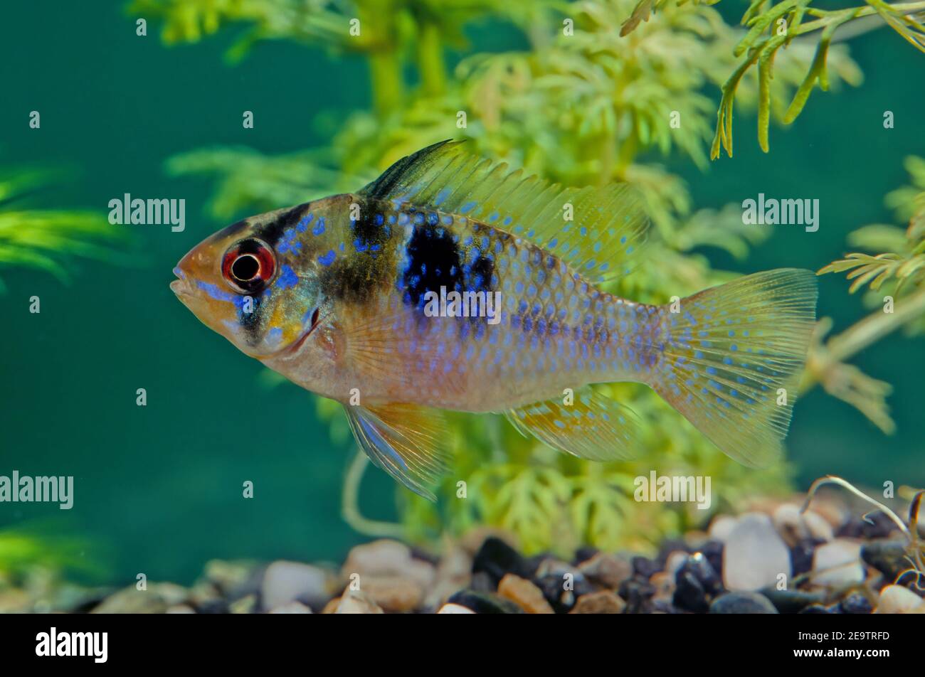 Der Blauramm, Mikrogeophagus ramirezi, ist eine Art von Süßwasserfischen, die im Becken des Orinoco-Flusses in den Savannen Venezuelas und Kolumbiens endemisch ist Stockfoto