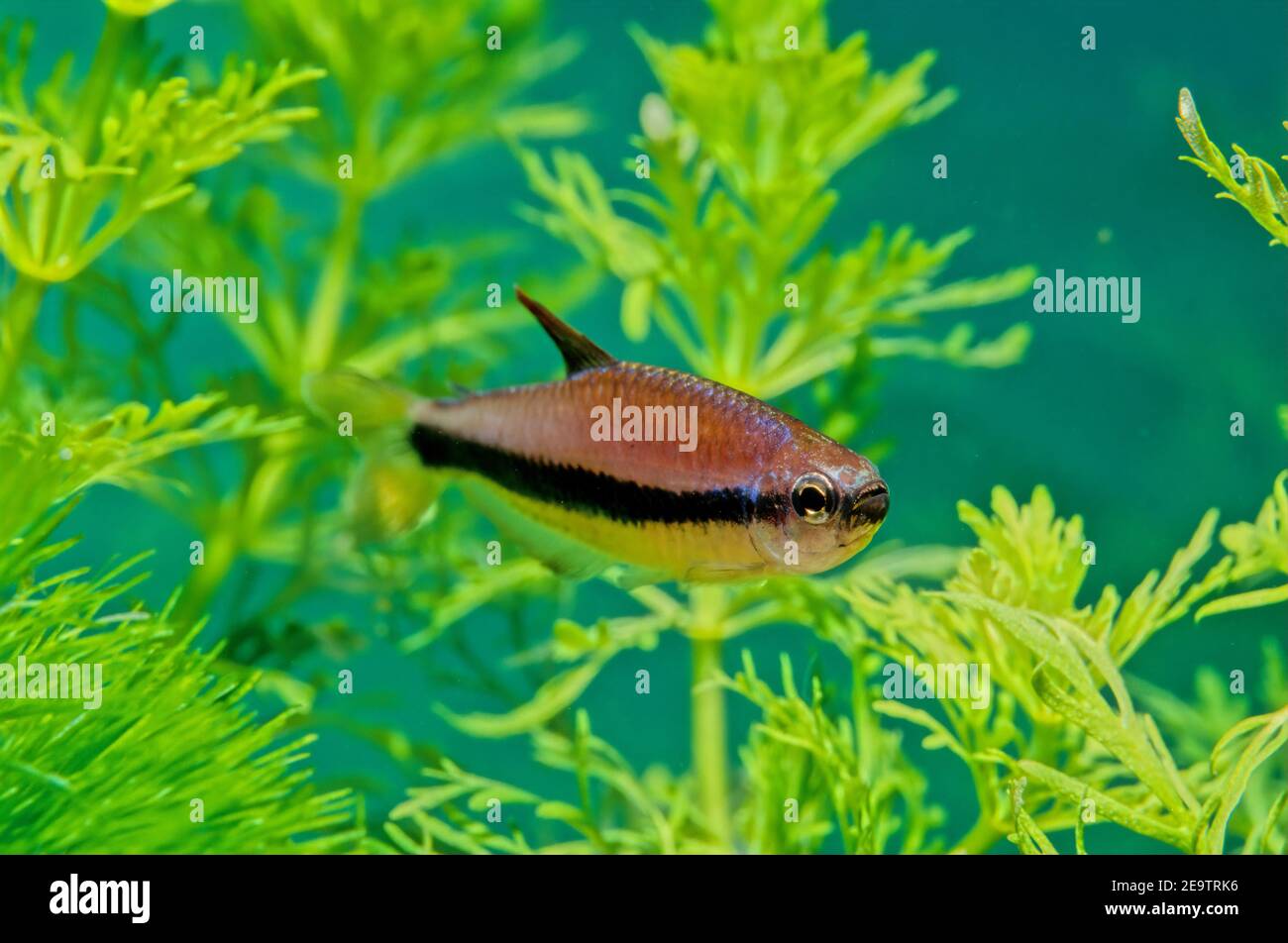 Nematobrycon palmeri, allgemein bekannt als der kaisersalmler, ist eine Art von Salmlerfisch, der in den Flussbecken von Atrato und San Juan im westlichen Colo gefunden wird Stockfoto