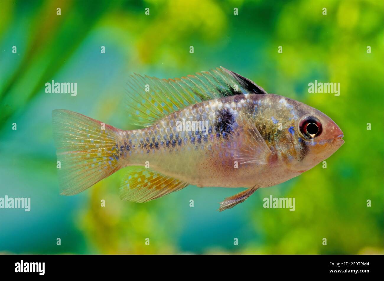 Der Blauramm, Mikrogeophagus ramirezi, ist eine Art von Süßwasserfischen, die im Becken des Orinoco-Flusses in den Savannen Venezuelas und Kolumbiens endemisch ist Stockfoto