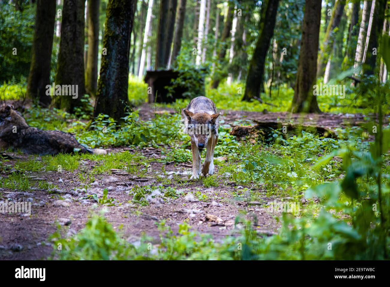 Eurasischer Wolf, Canis lupus, alpha Männchen in einem frühlingshaften europäischen Wald (der Wolf - ein vom Aussterben bedrohte Raubtier in seinem Biotop) - gerade gehend Stockfoto
