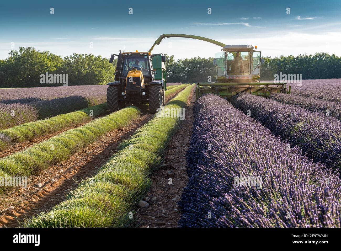 Récole du lavandin, Frankreich, Provence, été Stockfoto