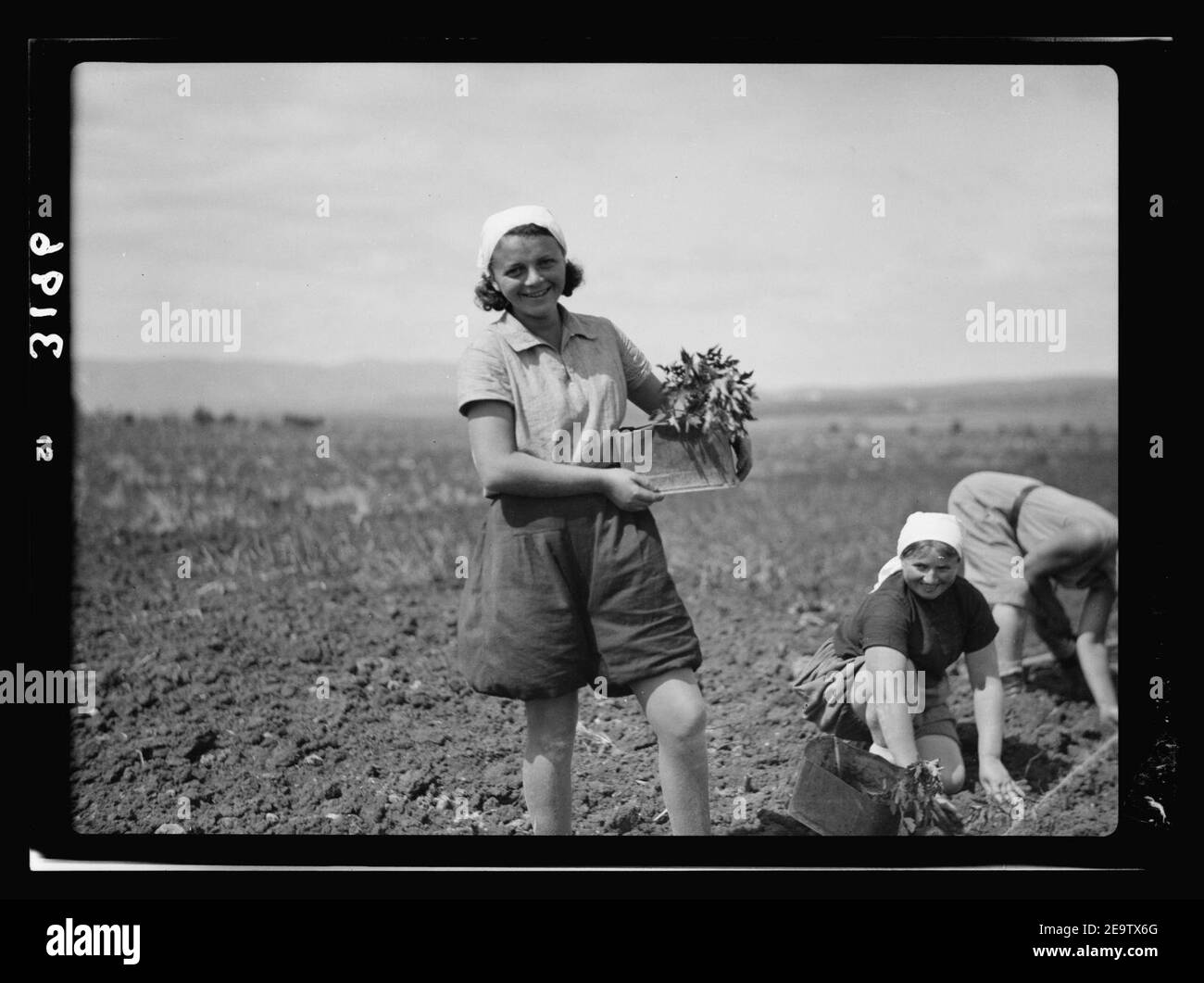 Nahalal. Girls' landwirtschaftliche Ausbildung Schule. In Tomatenpflanzen mit typischen Kleid, mit Kopftuch, middy und bloomers Stockfoto