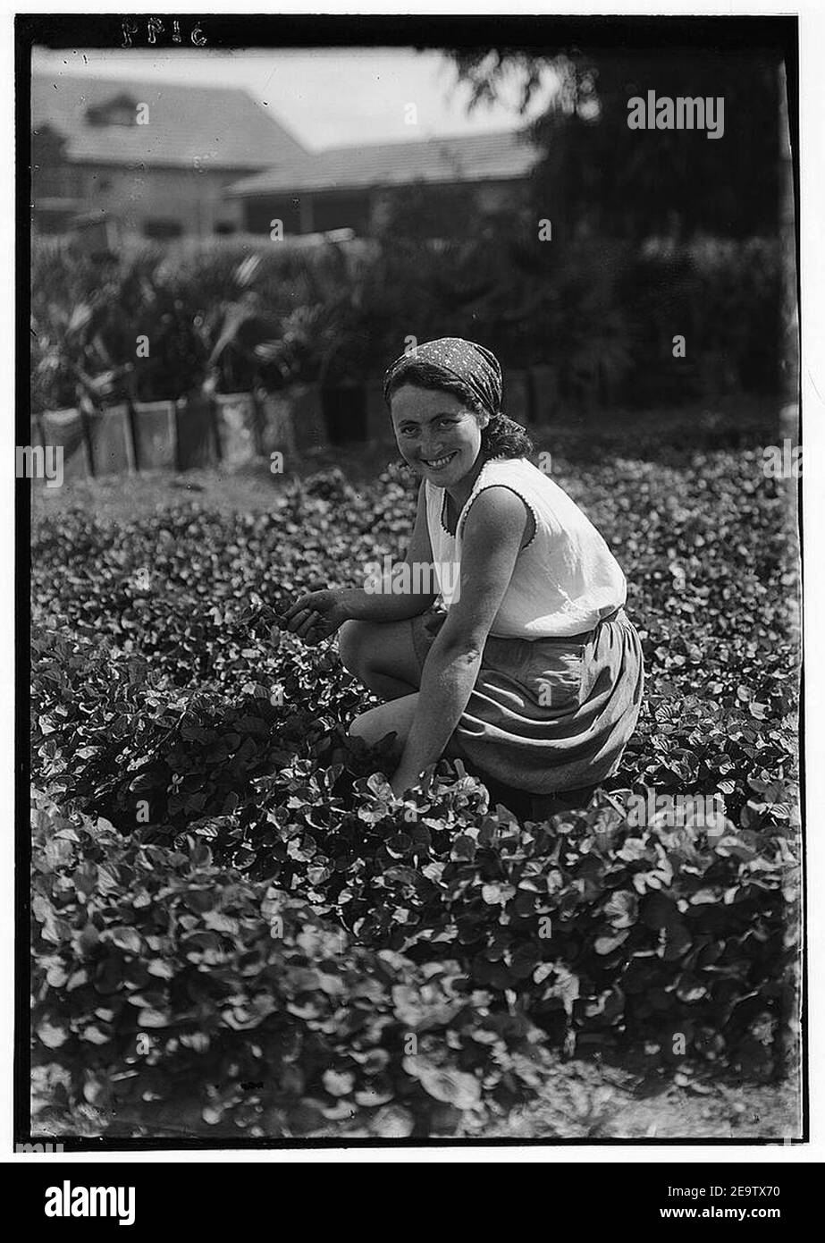 Nahalal. Landwirtschaftliche Schule für Mädchen. Kommissionierung Veilchen. Eine bessere Klasse Stadt Mädchen mit Migrationshintergrund in der Landwirtschaft Stockfoto