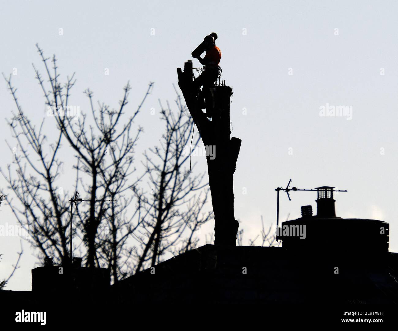 Baumchirurg in der Operation Entfernen gefährlicher Baum aus dem Wohngebiet. Stockfoto