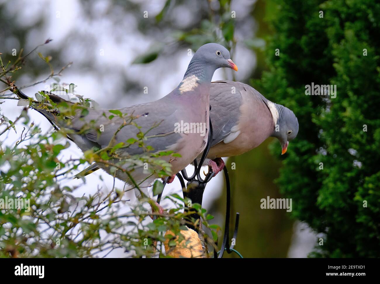 Taubenfütterung im städtischen Hausgarten im kalten Winter. Stockfoto