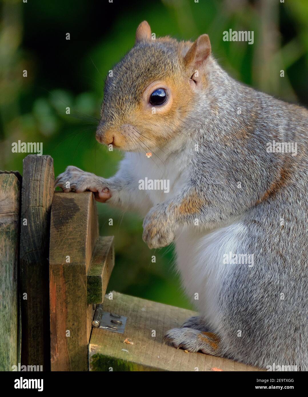 Graues Eichhörnchen füttert Erdnüsse in einem städtischen Hausgarten. Stockfoto