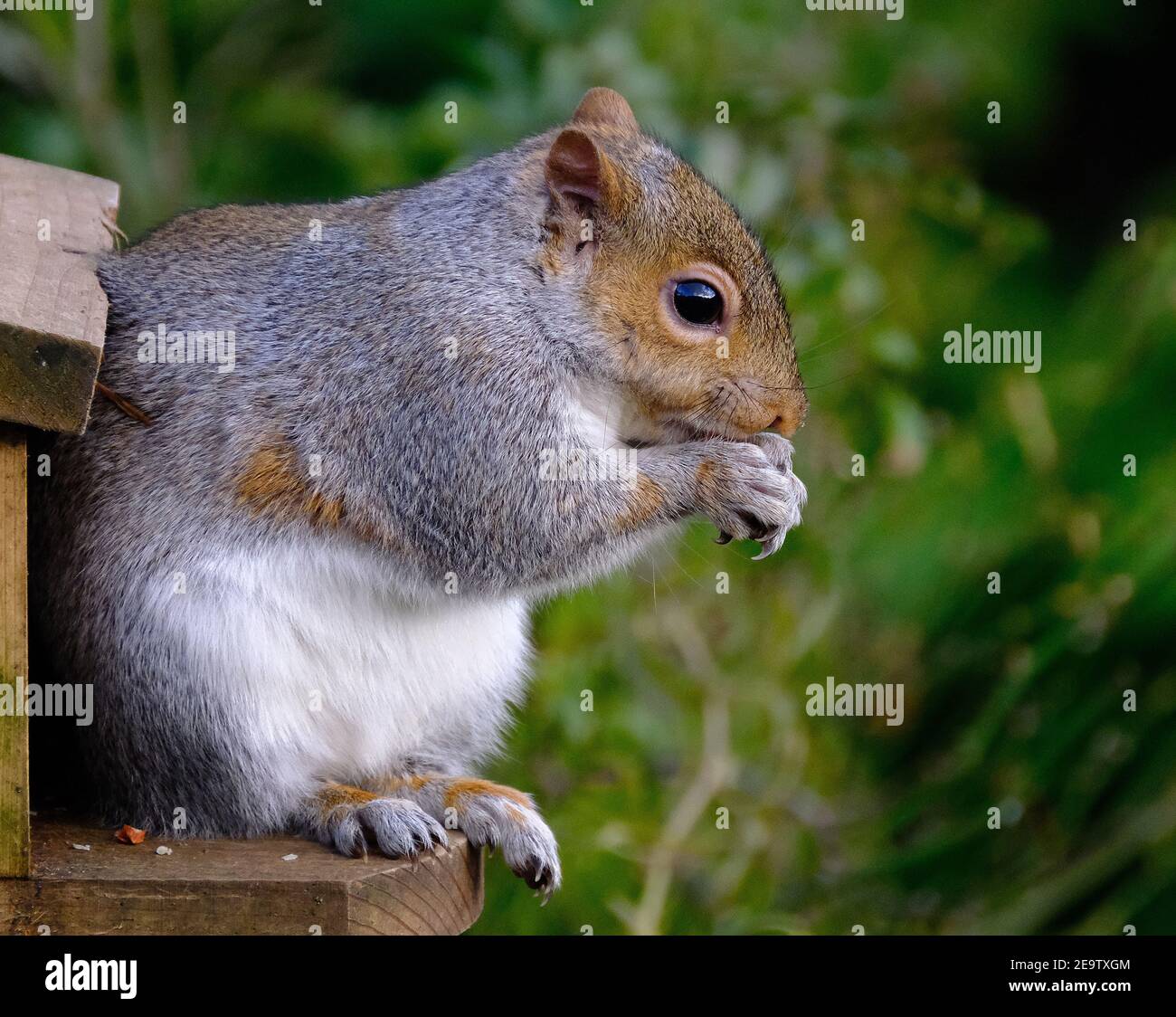 Graues Eichhörnchen füttert Erdnüsse in einem städtischen Hausgarten. Stockfoto