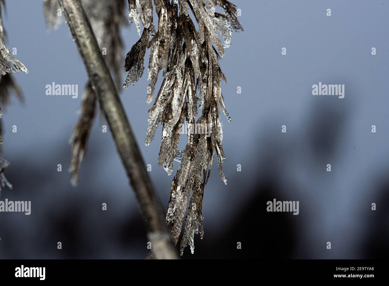 Frostiger Morgen an einem kalten Wintertag. Es weht ein eisiger Wind. Blätter von schönem Schilf neben dem bayerischen See „Chiemsee“ bedeckt mit Frost. Stockfoto
