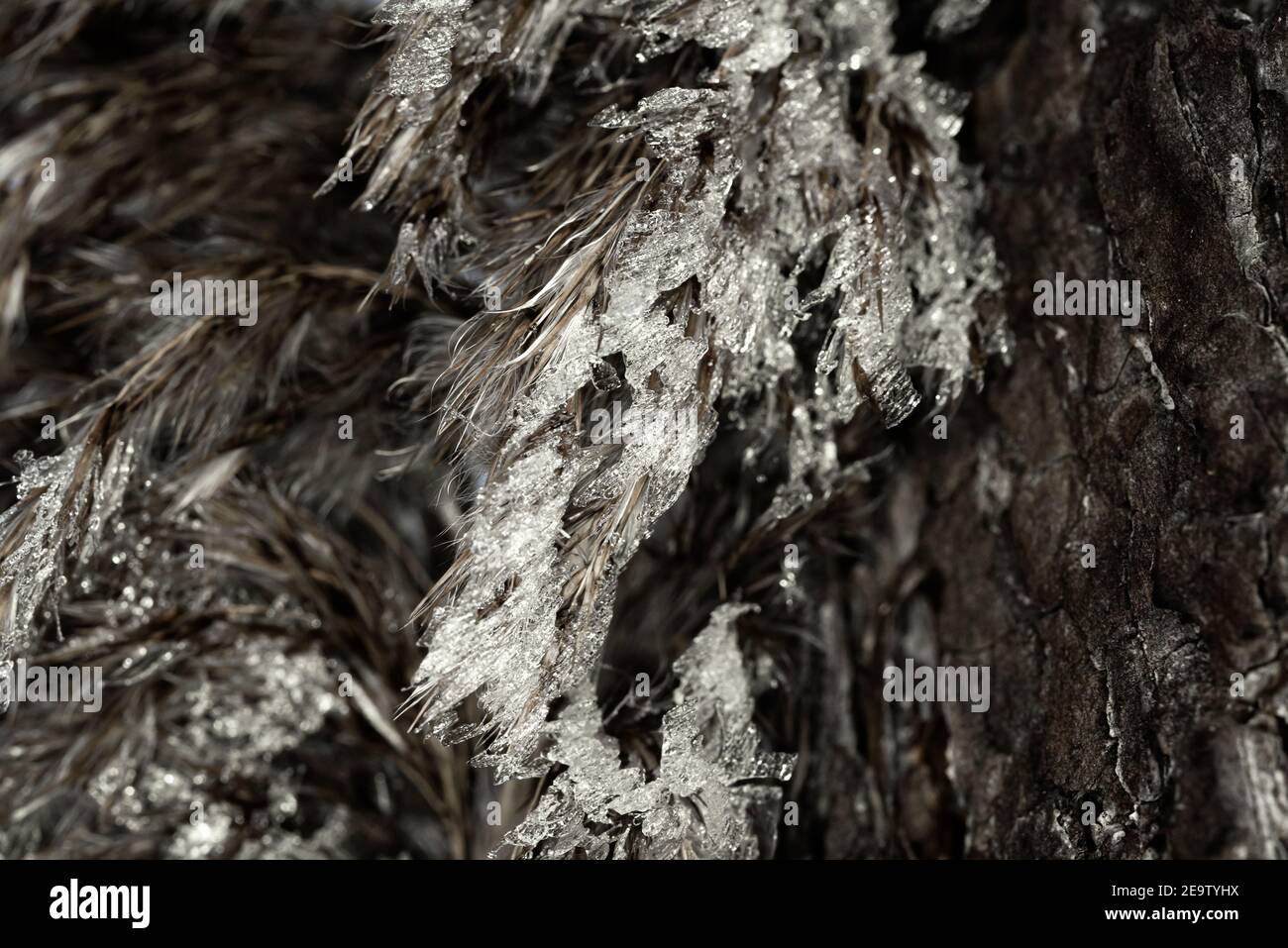 Frostiger Morgen an einem kalten Wintertag. Es weht ein eisiger Wind. Blätter von schönem Schilf neben dem bayerischen See „Chiemsee“ bedeckt mit Frost. Stockfoto