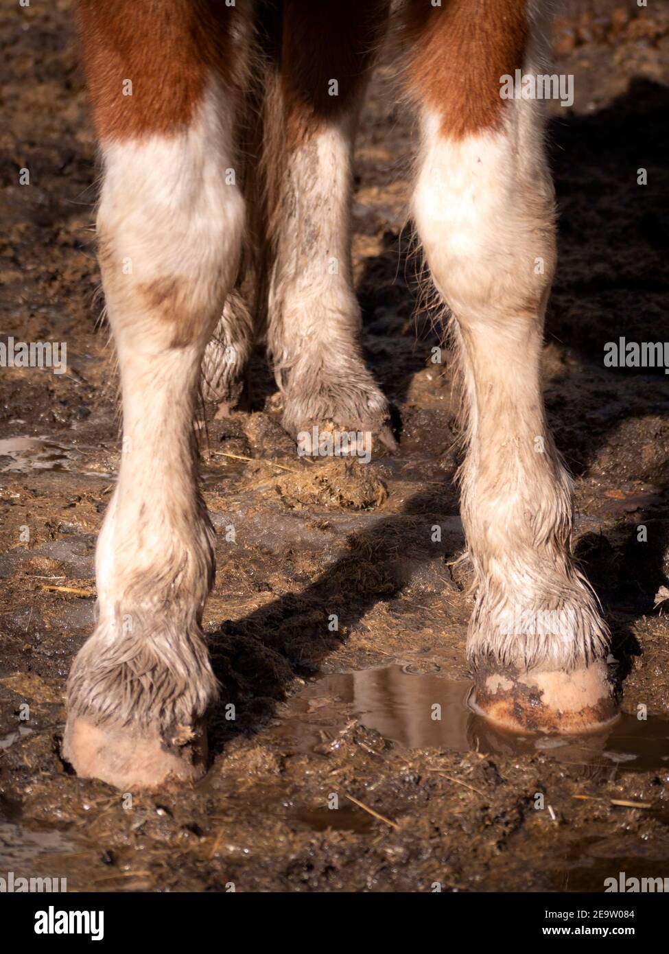 Pferd Im Schlamm Stehen Stockfotos Und Bilder Kaufen Alamy