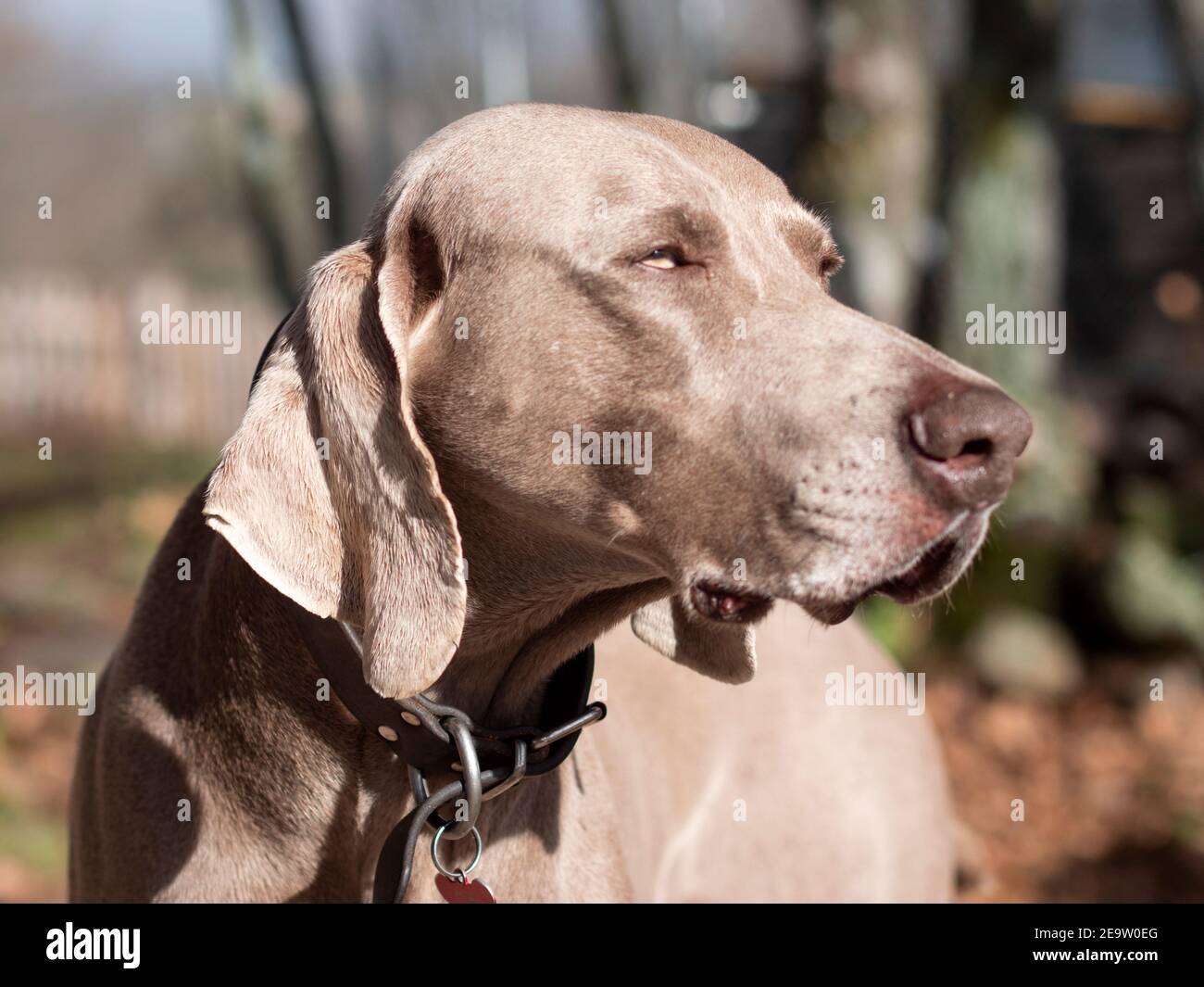 Weimaraner Hund schaut stolz und Wald im Hintergrund. Stockfoto
