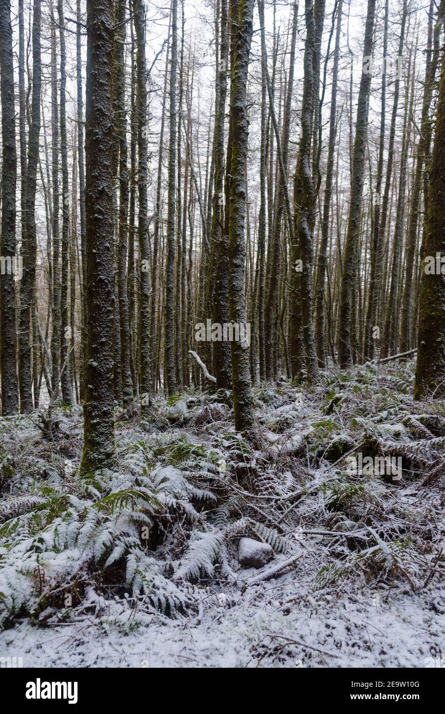 Schneebedeckte Kiefer Wald Boden Portrait Ansicht 002 Stockfoto