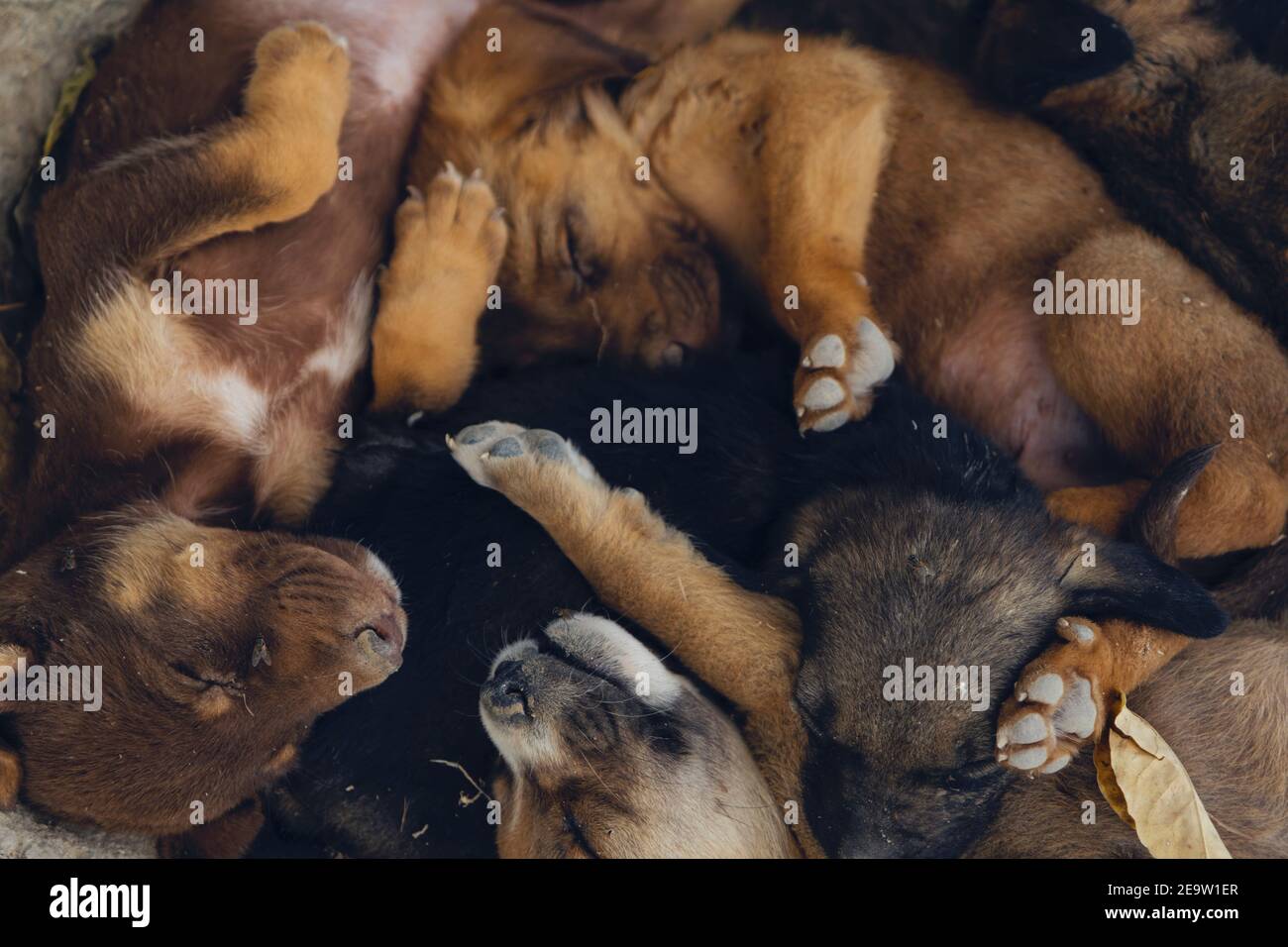 Welpen Hunde schlafen auf der Straße. Detail der schlafenden Hunde auf der Straße Bürgersteig. Stockfoto