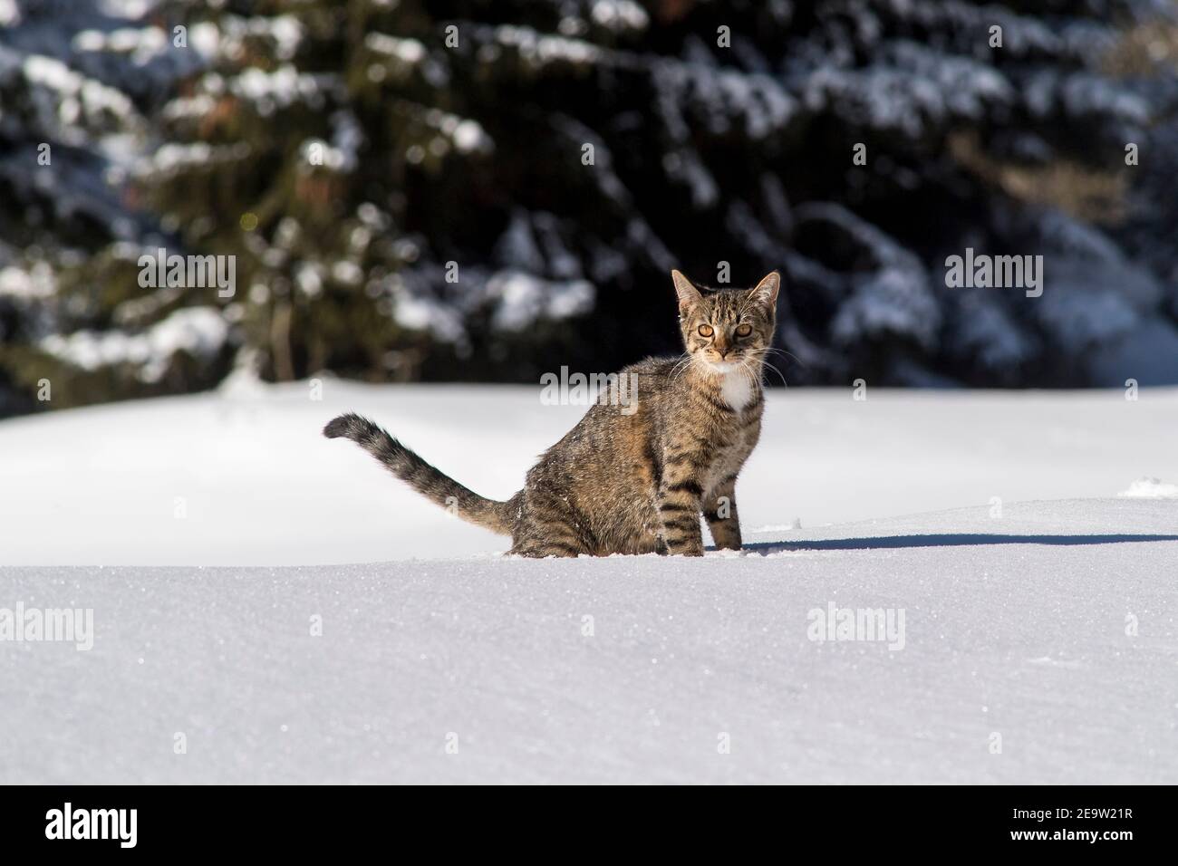 Heimische Tabby Katze spielt im frischen Pulverschnee Stockfoto