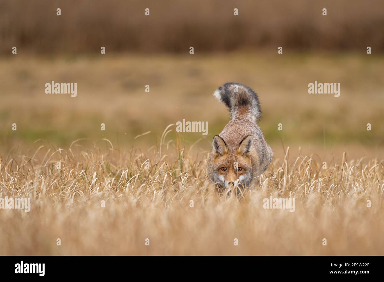 Roter Fuchs versteckt im gelben Feld. Tierjäger in Aktion aus der Vorderansicht Stockfoto