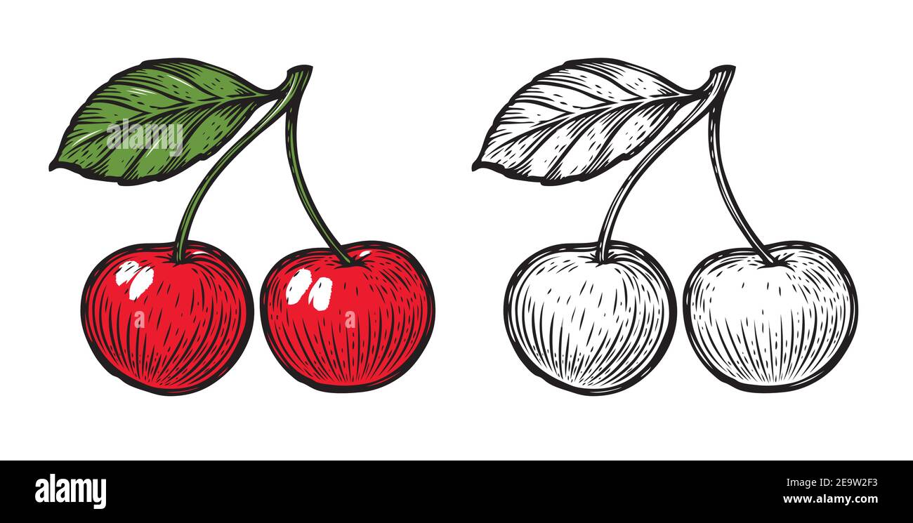 Skizze von Kirsche. Obstvektor isoliert auf weißem Hintergrund Stock Vektor