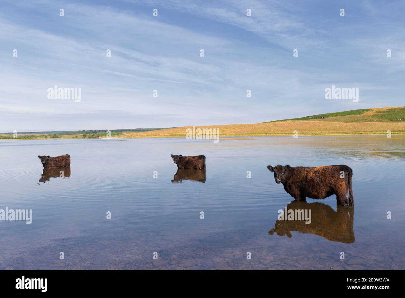 Rinder an einem heißen Tag, entspannen in Broomlee Lough, Hadrian's Wall, Northumberland, Großbritannien Stockfoto